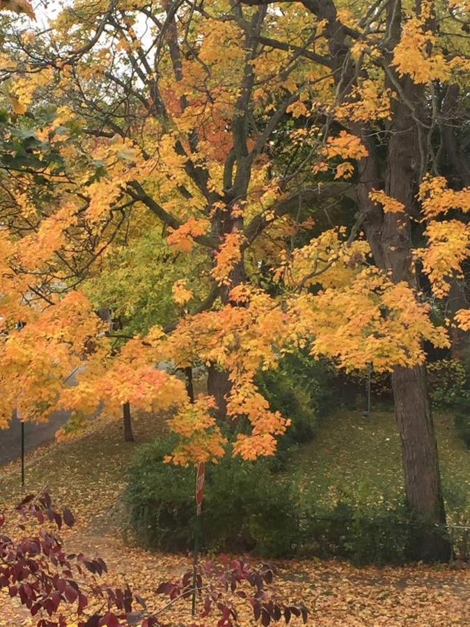 Oak Park Beauties - Tree Lined Streets - Walkable Apartment Bagian luar foto
